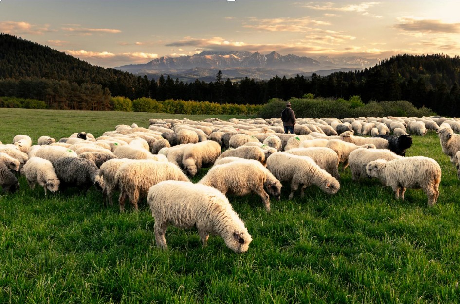 Livestock Goods